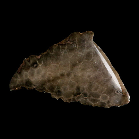 4.8" Polished Slab Petoskey Stone Hexagonaria Coral Fossil Devonian Age Michigan - Fossil Age Minerals