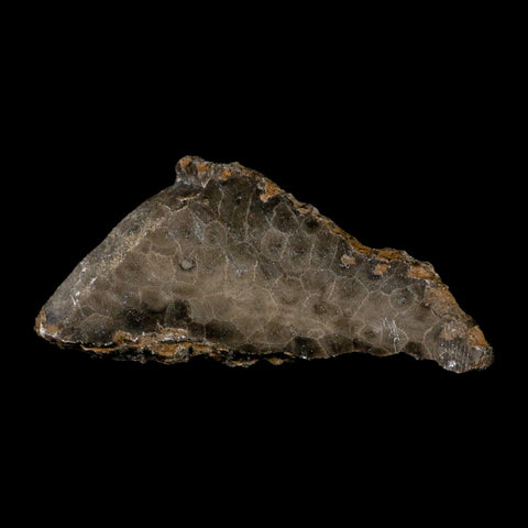 4.8" Polished Slab Petoskey Stone Hexagonaria Coral Fossil Devonian Age Michigan - Fossil Age Minerals