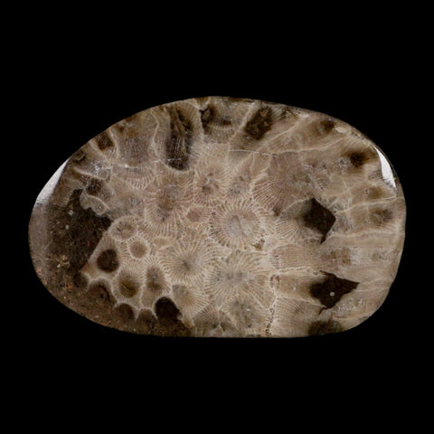 3" Polished Slab Petoskey Stone Hexagonaria Coral Fossil Devonian Age Michigan - Fossil Age Minerals