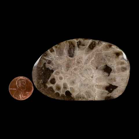 3" Polished Slab Petoskey Stone Hexagonaria Coral Fossil Devonian Age Michigan - Fossil Age Minerals