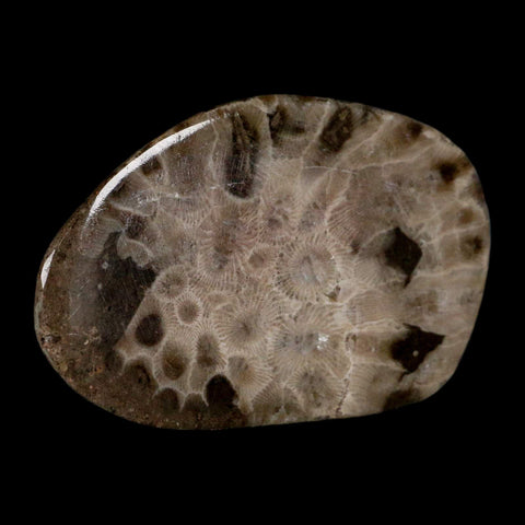 3" Polished Slab Petoskey Stone Hexagonaria Coral Fossil Devonian Age Michigan - Fossil Age Minerals