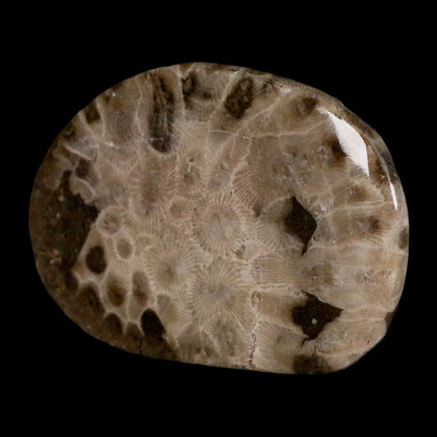 3" Polished Slab Petoskey Stone Hexagonaria Coral Fossil Devonian Age Michigan - Fossil Age Minerals