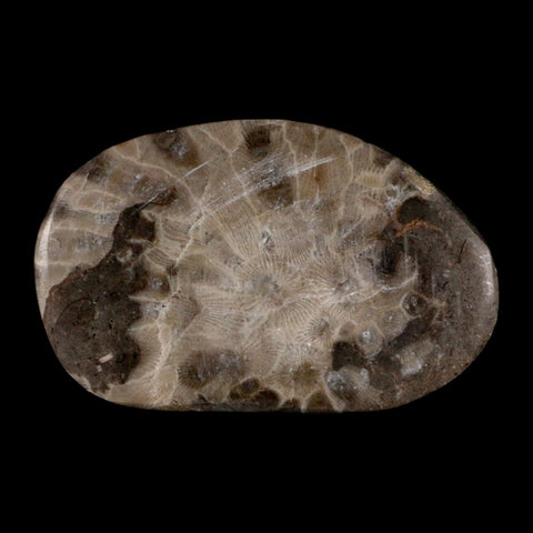3" Polished Slab Petoskey Stone Hexagonaria Coral Fossil Devonian Age Michigan - Fossil Age Minerals