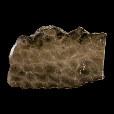3" Polished Slab Petoskey Stone Hexagonaria Coral Fossil Devonian Age Michigan