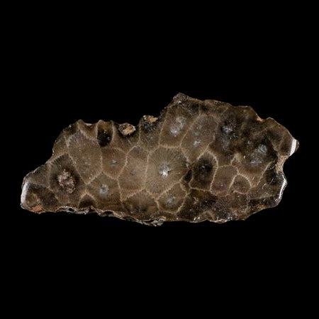 3.5" Polished Slab Petoskey Stone Hexagonaria Coral Fossil Devonian Age Michigan