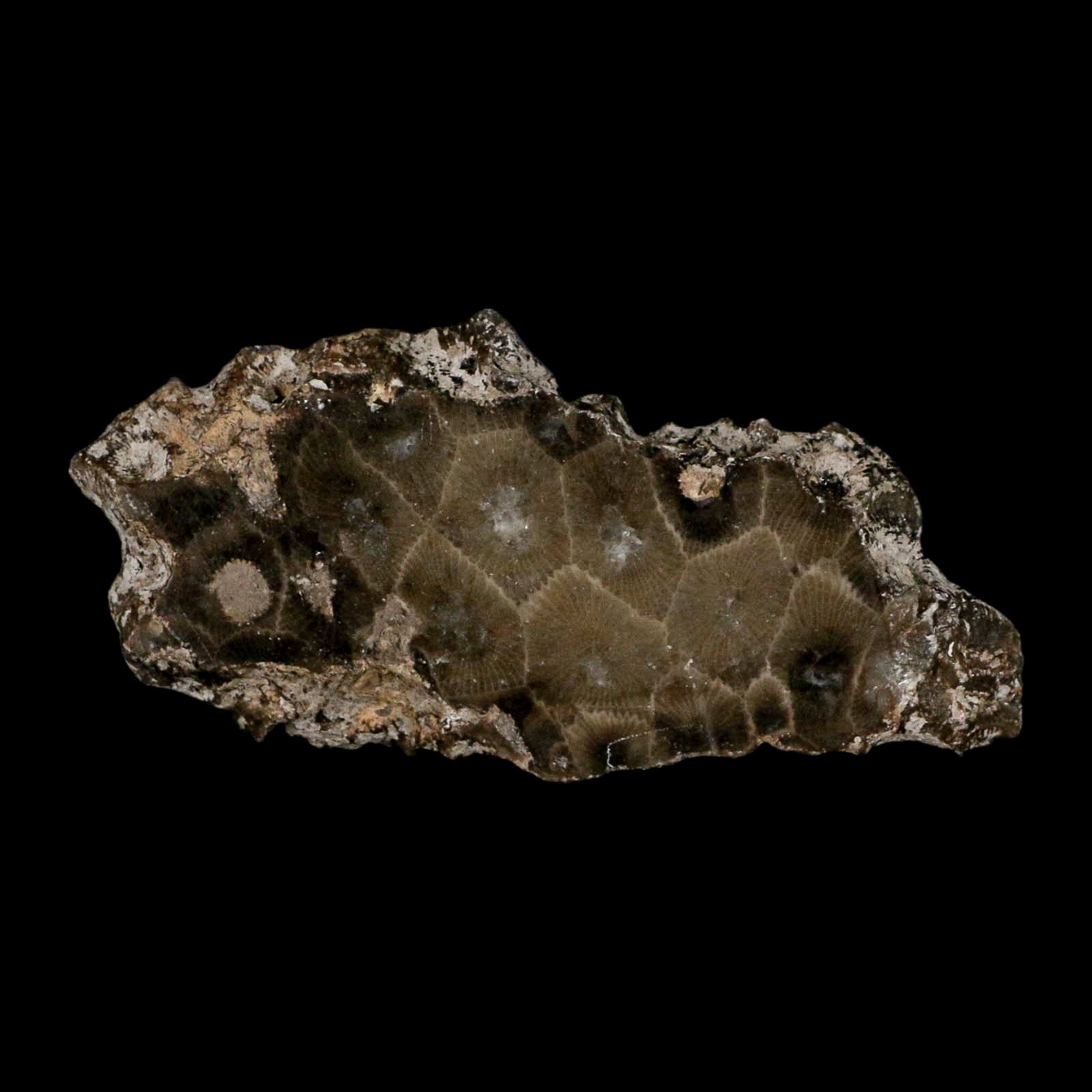 3.5" Polished Slab Petoskey Stone Hexagonaria Coral Fossil Devonian Age Michigan - Fossil Age Minerals