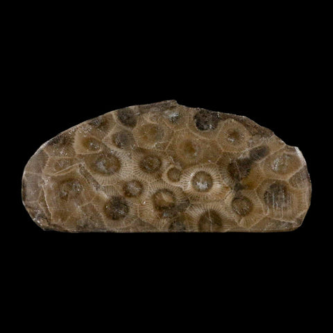 2.9" Polished Slab Petoskey Stone Hexagonaria Coral Fossil Devonian Age Michigan - Fossil Age Minerals