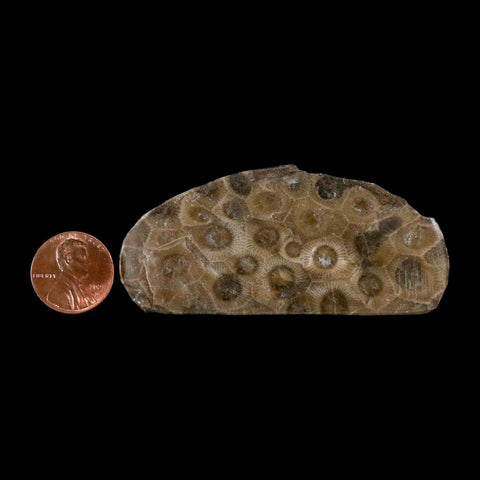 2.9" Polished Slab Petoskey Stone Hexagonaria Coral Fossil Devonian Age Michigan - Fossil Age Minerals