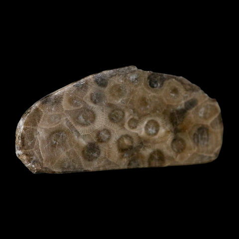 2.9" Polished Slab Petoskey Stone Hexagonaria Coral Fossil Devonian Age Michigan - Fossil Age Minerals