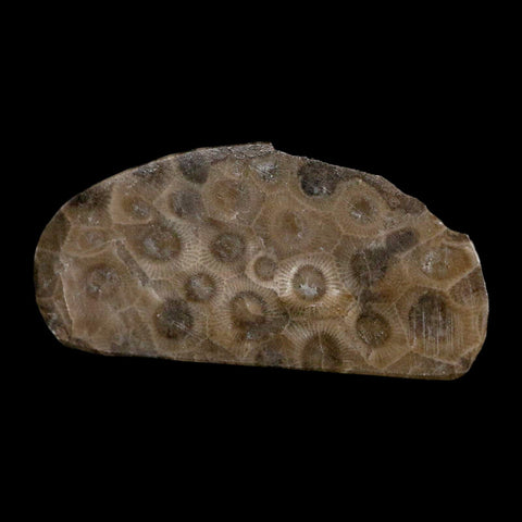 2.9" Polished Slab Petoskey Stone Hexagonaria Coral Fossil Devonian Age Michigan - Fossil Age Minerals