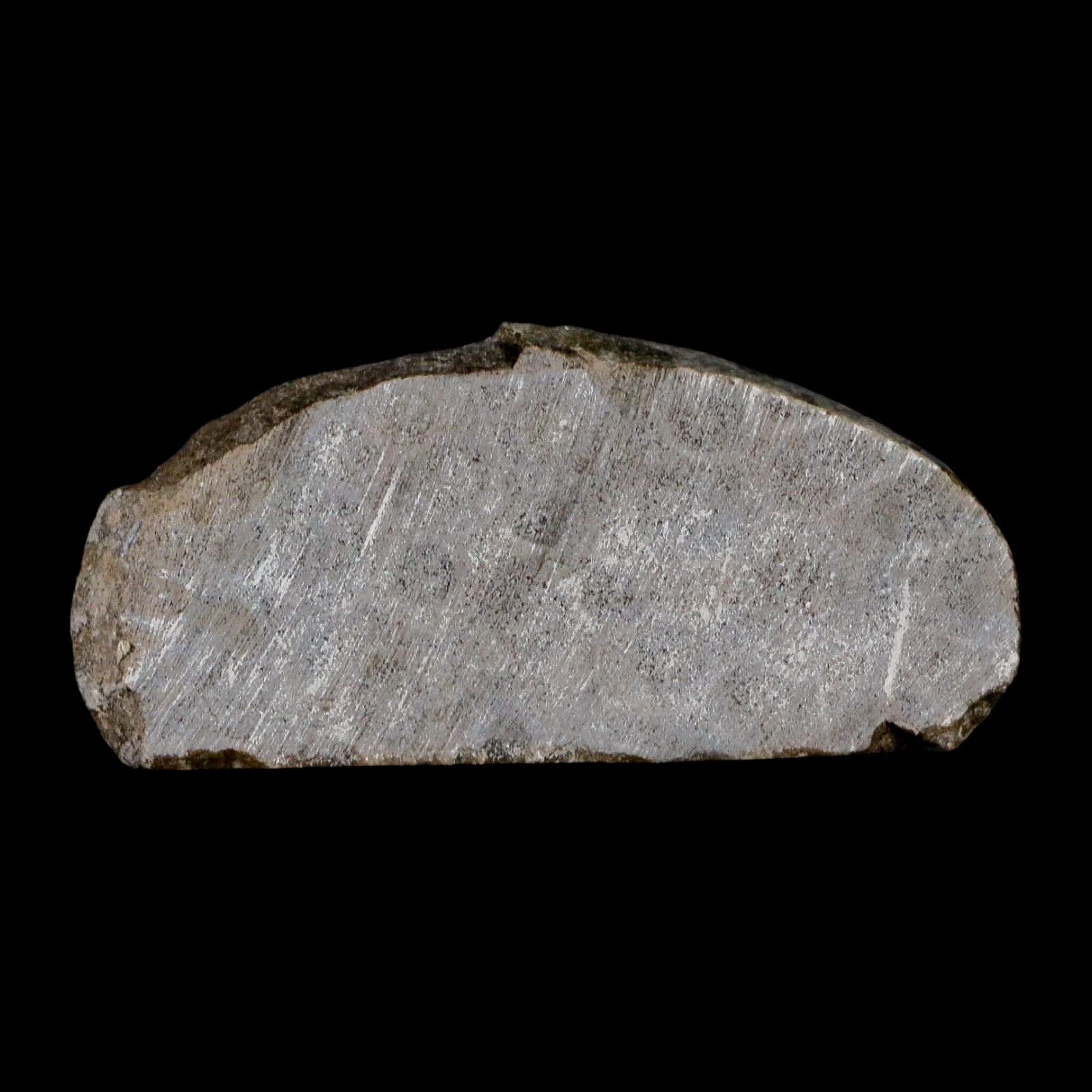 2.9" Polished Slab Petoskey Stone Hexagonaria Coral Fossil Devonian Age Michigan - Fossil Age Minerals