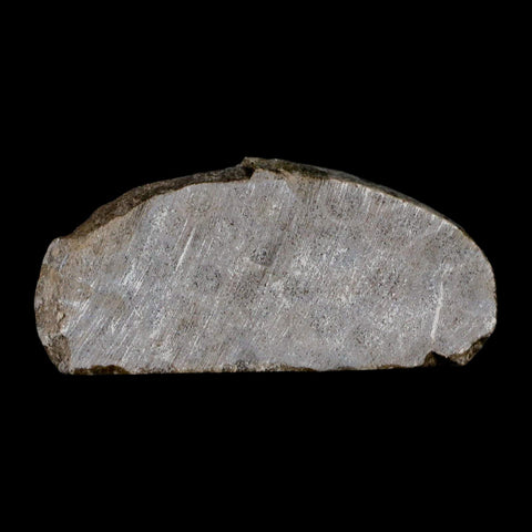 2.9" Polished Slab Petoskey Stone Hexagonaria Coral Fossil Devonian Age Michigan - Fossil Age Minerals