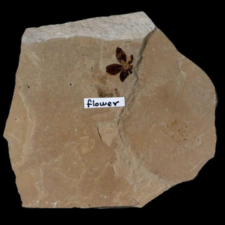 0.4" Detailed Fossil Flower Plant Green River FM Uintah County Utah Eocene Age