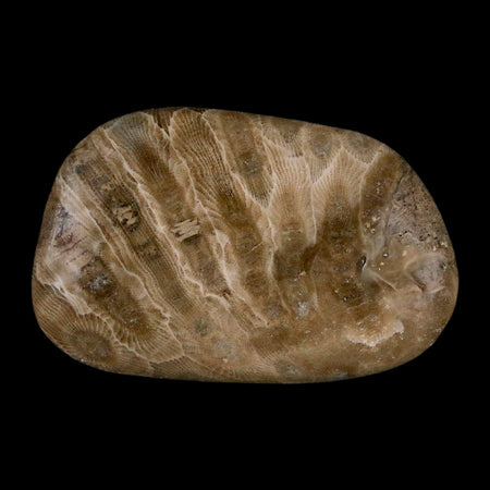 2.6" Polished Slab Petoskey Stone Hexagonaria Coral Fossil Devonian Age Michigan