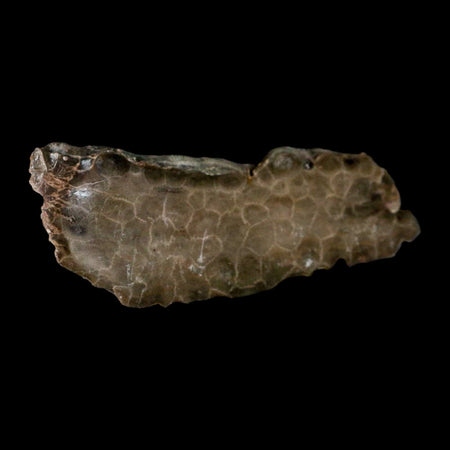 4.3" Polished Slab Petoskey Stone Hexagonaria Coral Fossil Devonian Age Michigan