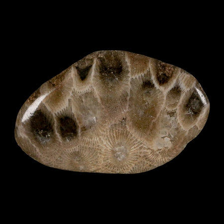 2" Polished Slab Petoskey Stone Hexagonaria Coral Fossil Devonian Age Michigan