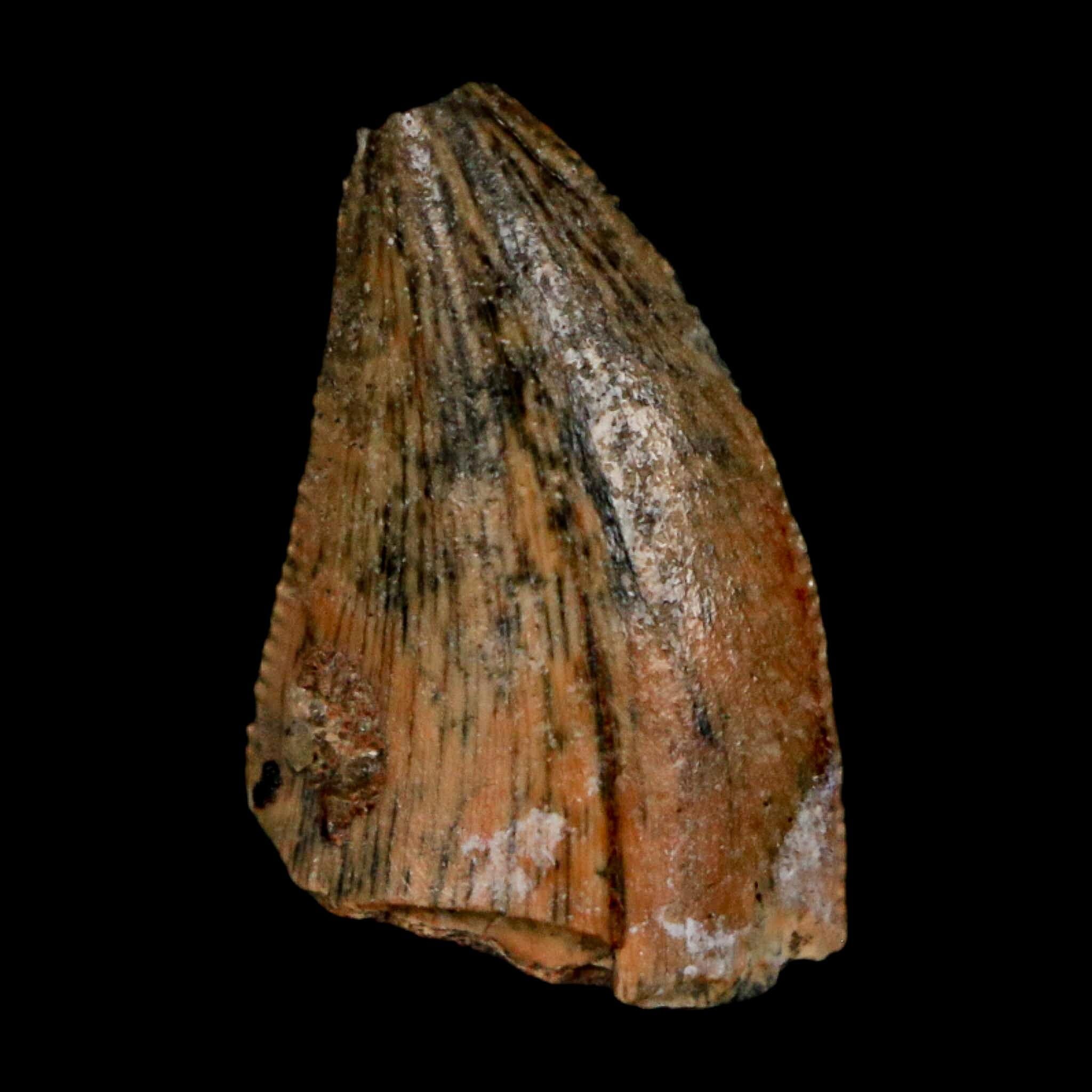 0.8" Majungasaurus Serrated Fossil Tooth Cretaceous Dinosaur Madagascar COA - Fossil Age Minerals