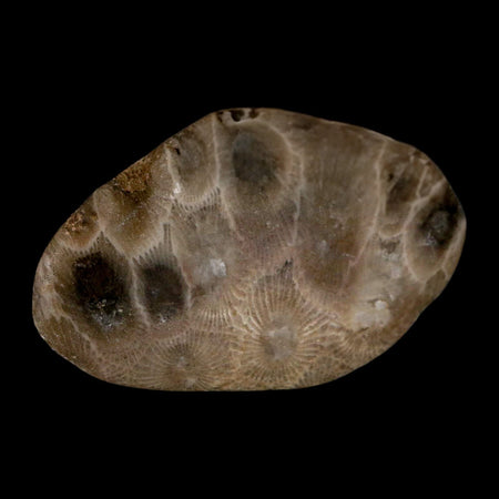 2" Polished Slab Petoskey Stone Hexagonaria Coral Fossil Devonian Age Michigan