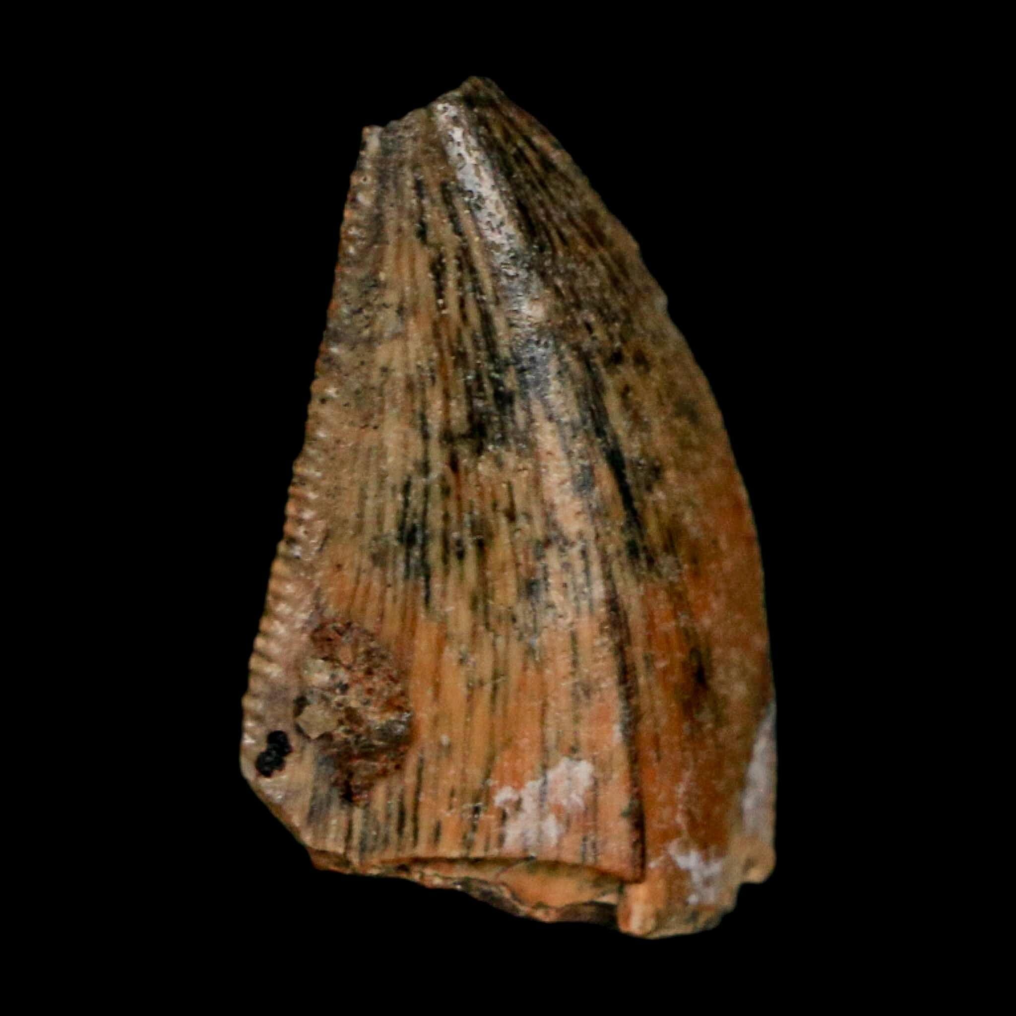 0.8" Majungasaurus Serrated Fossil Tooth Cretaceous Dinosaur Madagascar COA - Fossil Age Minerals