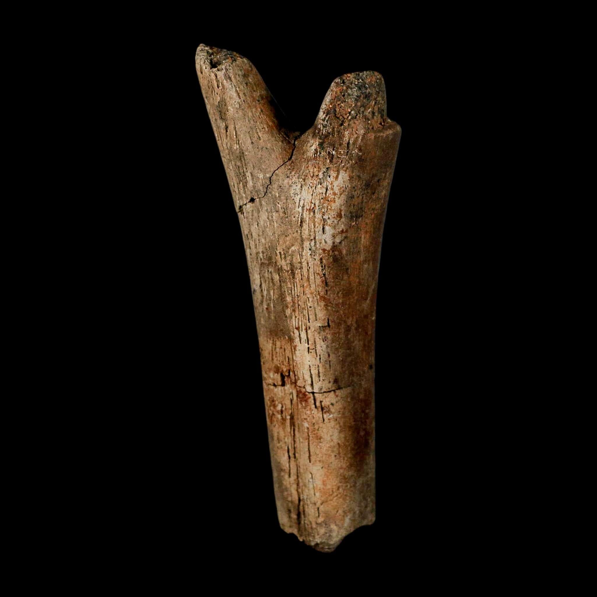 3.6" Hadrosaur Dinosaur Fossil Chevron Bone Hell Creek FM Montana COA Metal Stand - Fossil Age Minerals