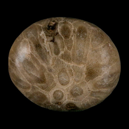 1.9" Polished Palm Petoskey Stone Hexagonaria Coral Fossil Devonian Age Michigan