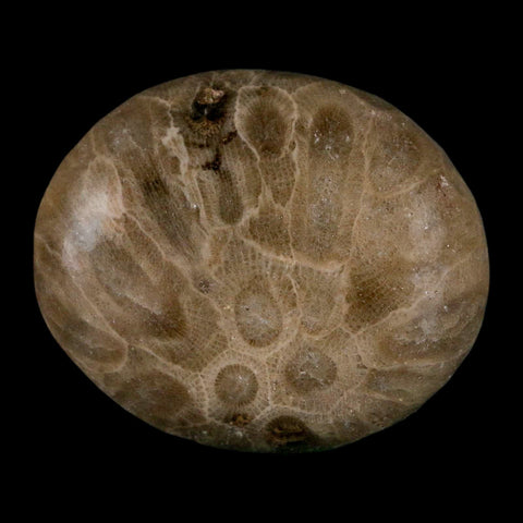 1.9" Polished Palm Petoskey Stone Hexagonaria Coral Fossil Devonian Age Michigan - Fossil Age Minerals
