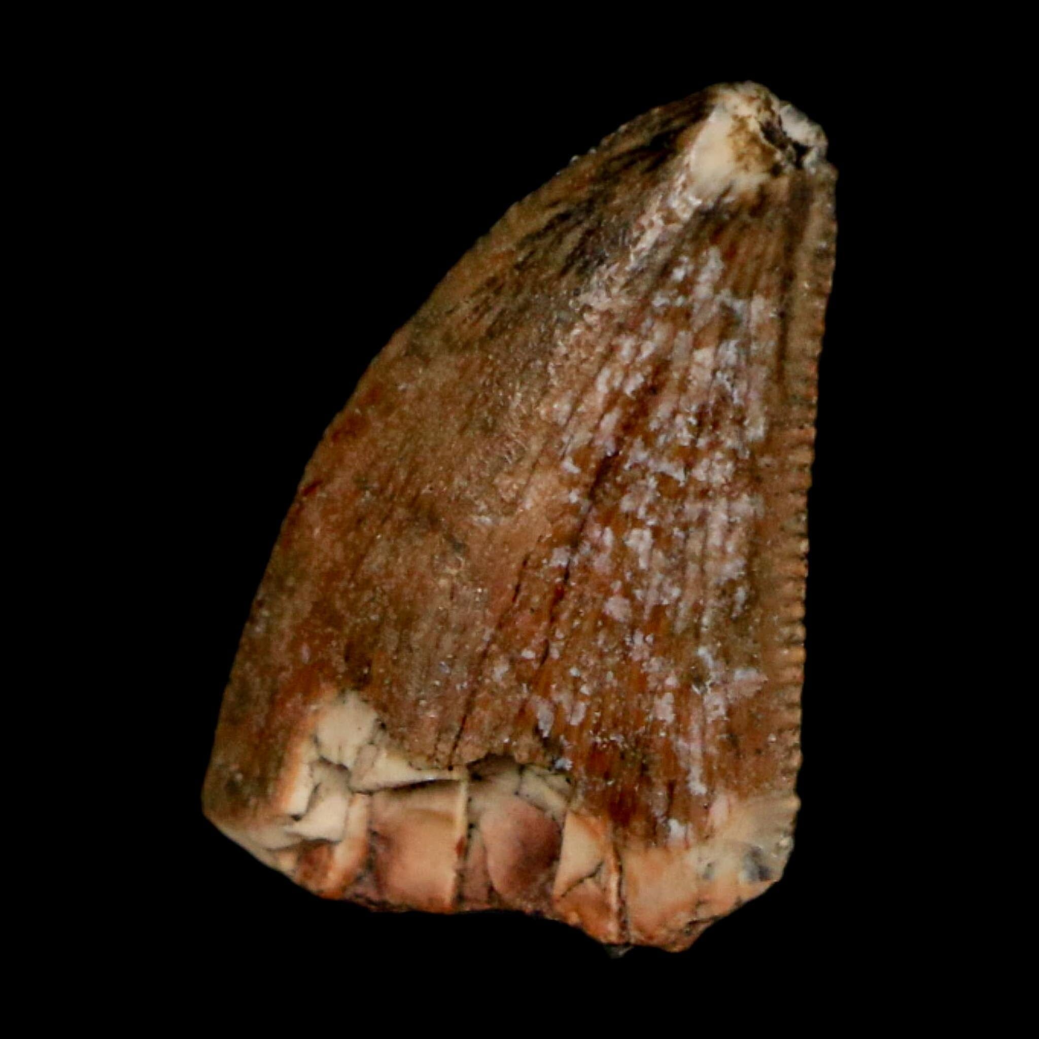 0.8" Majungasaurus Serrated Fossil Tooth Cretaceous Dinosaur Madagascar COA - Fossil Age Minerals