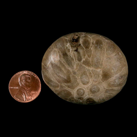 1.9" Polished Palm Petoskey Stone Hexagonaria Coral Fossil Devonian Age Michigan - Fossil Age Minerals