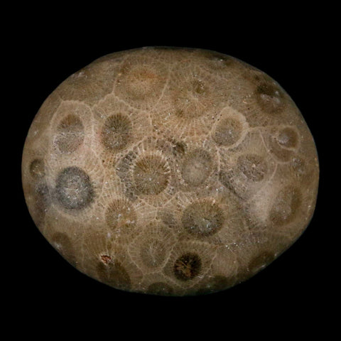 1.9" Polished Palm Petoskey Stone Hexagonaria Coral Fossil Devonian Age Michigan - Fossil Age Minerals