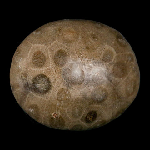 1.9" Polished Palm Petoskey Stone Hexagonaria Coral Fossil Devonian Age Michigan - Fossil Age Minerals