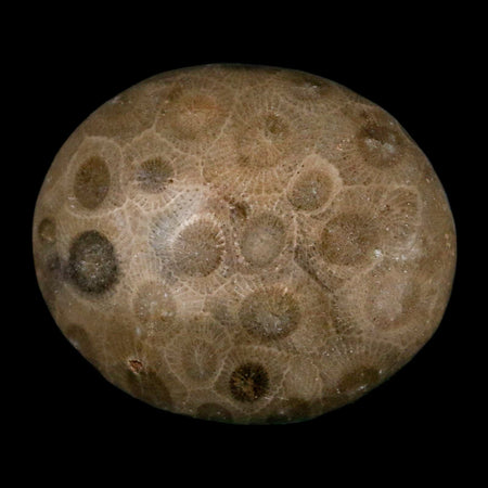 1.9" Polished Palm Petoskey Stone Hexagonaria Coral Fossil Devonian Age Michigan