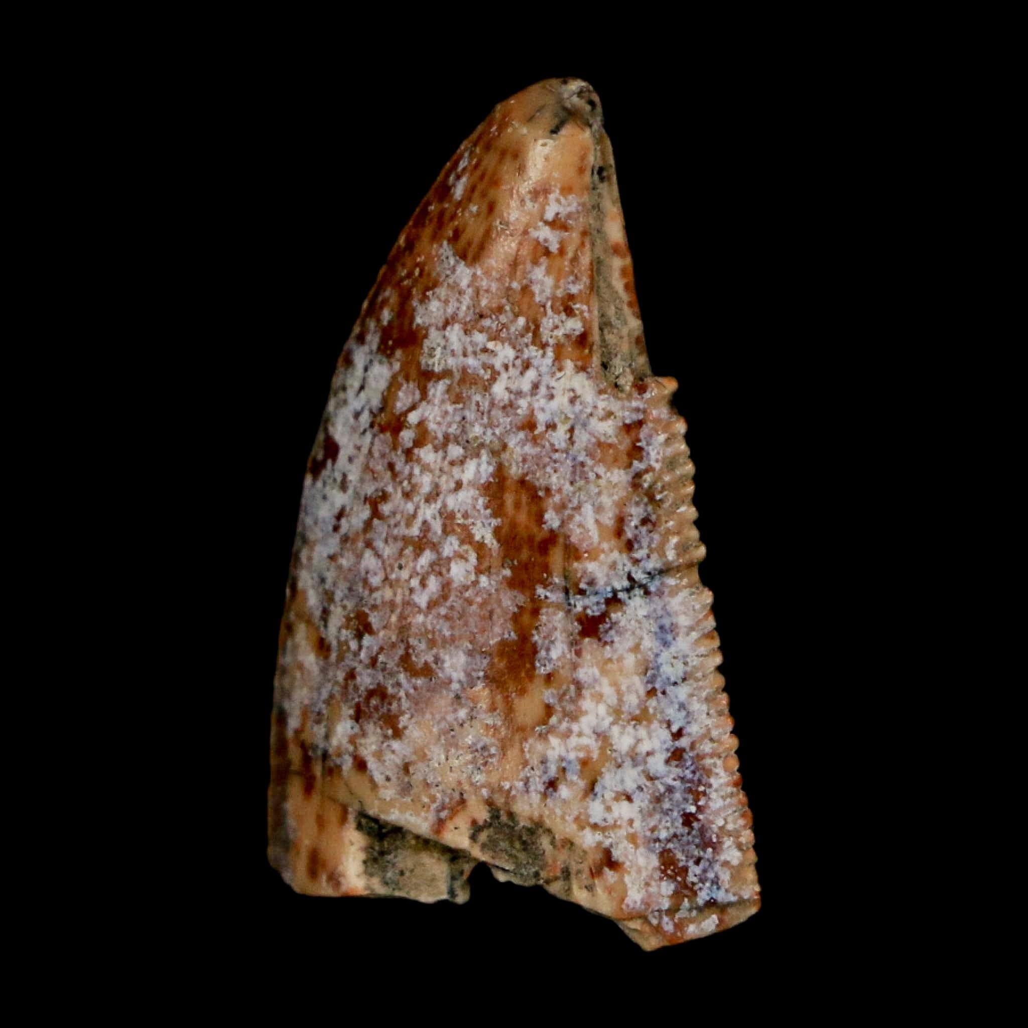 0.9" Majungasaurus Serrated Fossil Tooth Cretaceous Dinosaur Madagascar COA - Fossil Age Minerals