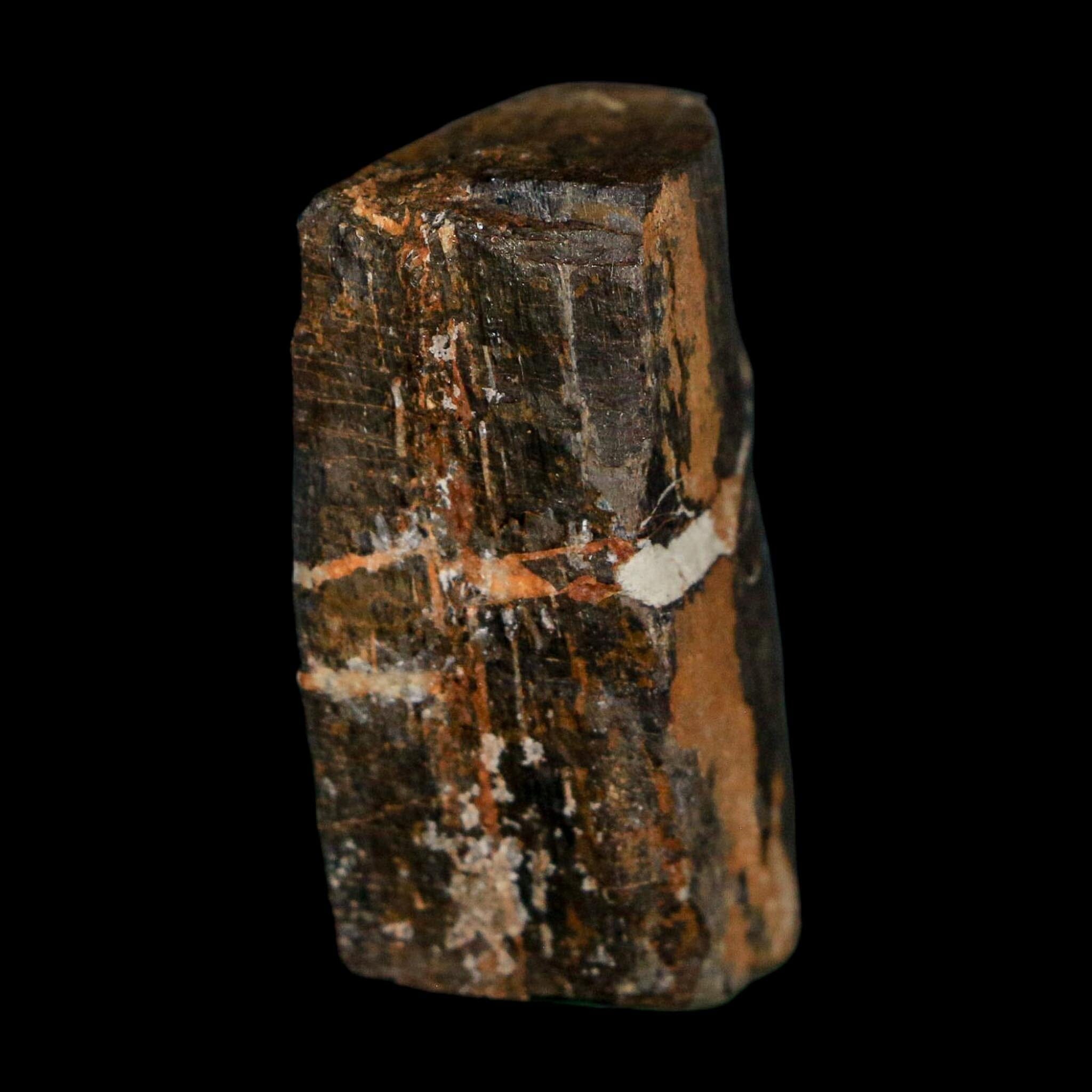 1.6" Stegosaurus Fossil Rib Bone Morrison FM Wyoming Jurassic Age Dinosaur COA - Fossil Age Minerals