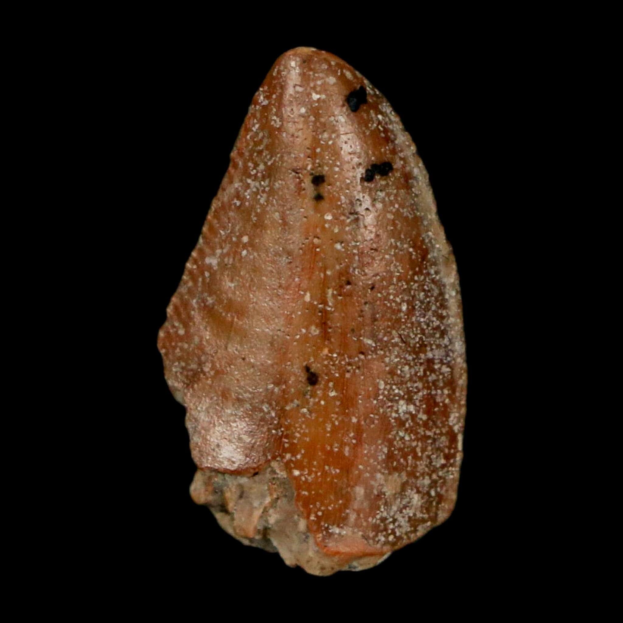 0.8" Majungasaurus Serrated Fossil Tooth Cretaceous Dinosaur Madagascar COA - Fossil Age Minerals