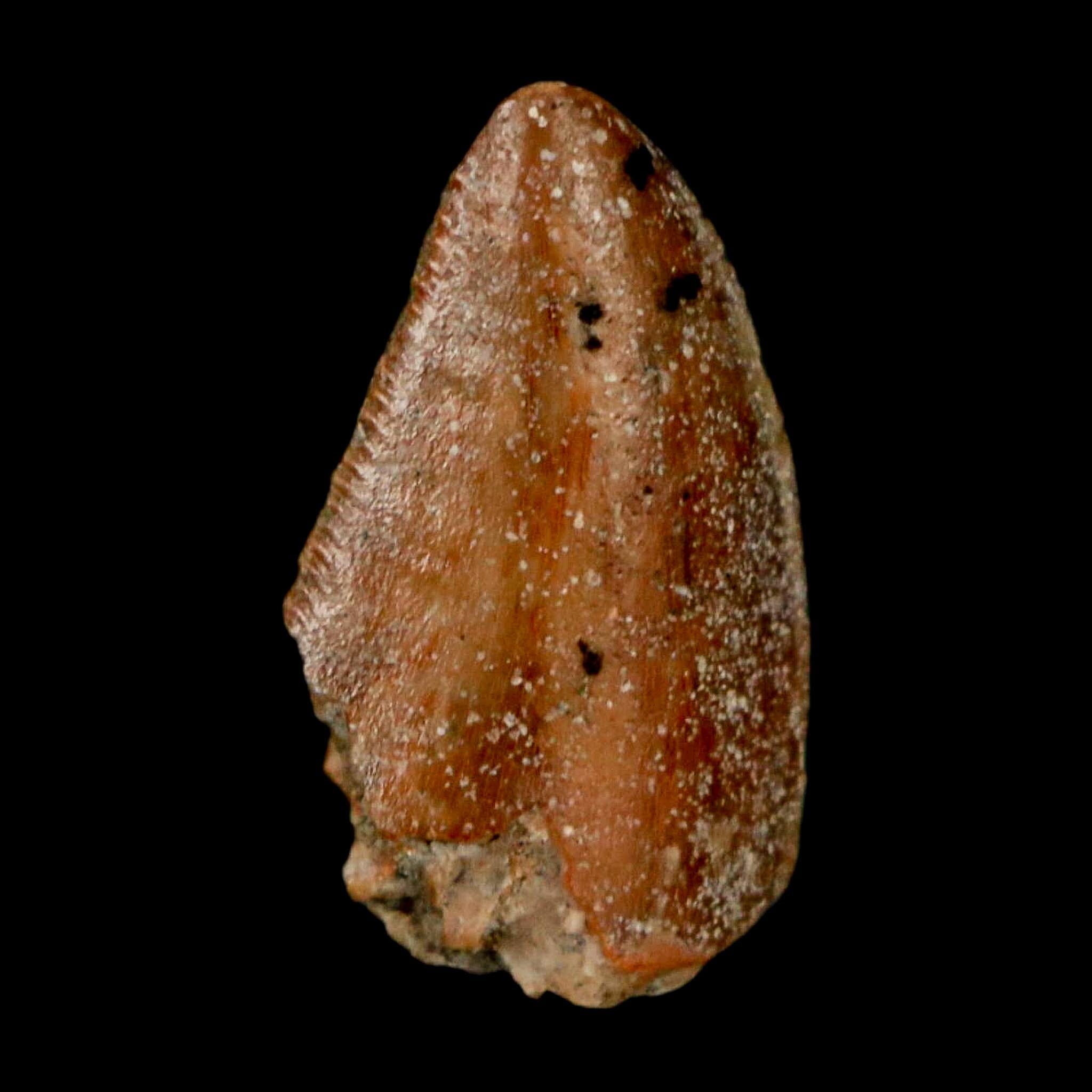 0.8" Majungasaurus Serrated Fossil Tooth Cretaceous Dinosaur Madagascar COA - Fossil Age Minerals