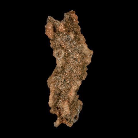 2.5" Fulgurite Petrified Lightning Strike Glass Sahara Desert Algeria - Fossil Age Minerals