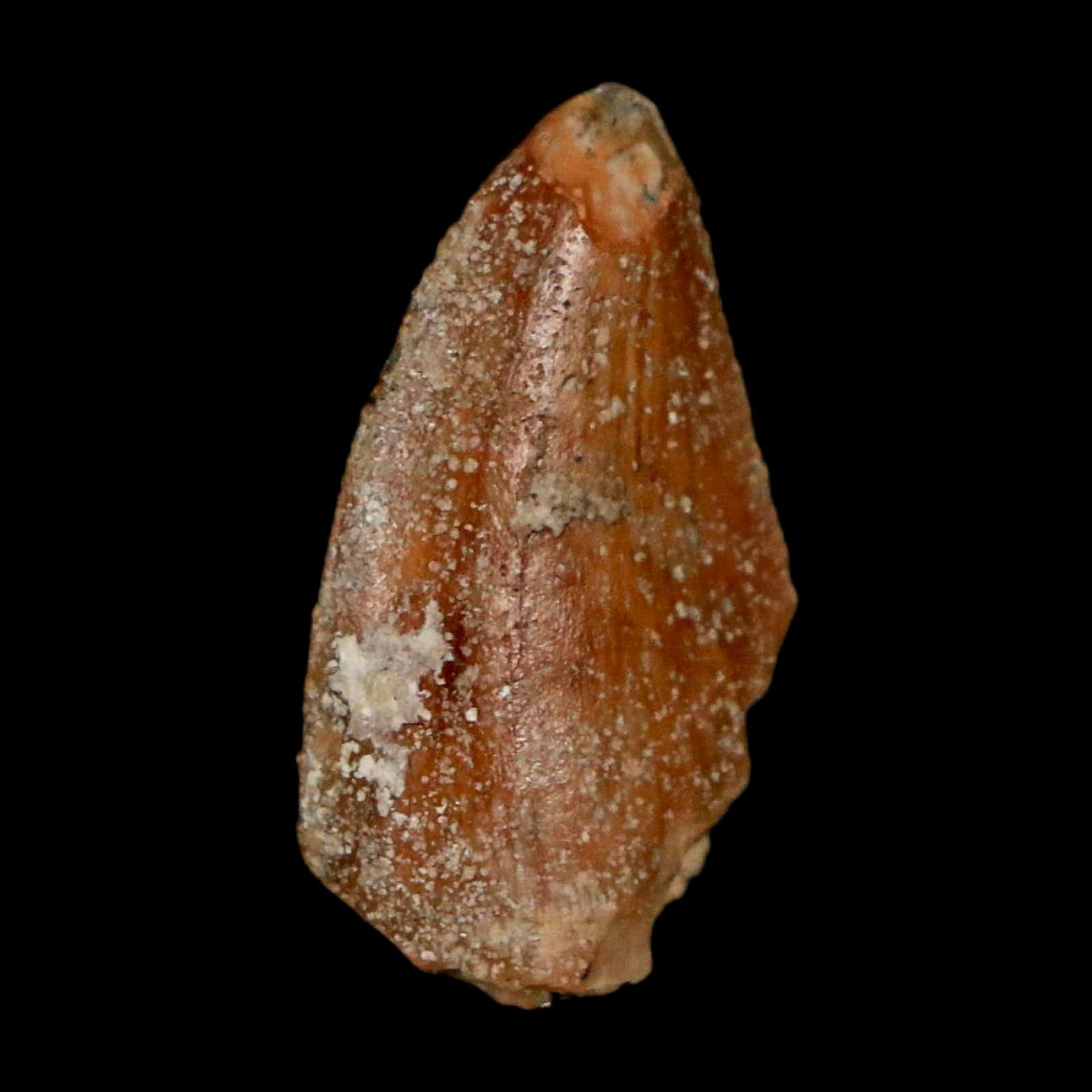 0.8" Majungasaurus Serrated Fossil Tooth Cretaceous Dinosaur Madagascar COA - Fossil Age Minerals