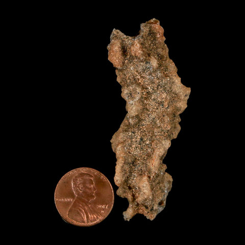 2.5" Fulgurite Petrified Lightning Strike Glass Sahara Desert Algeria - Fossil Age Minerals