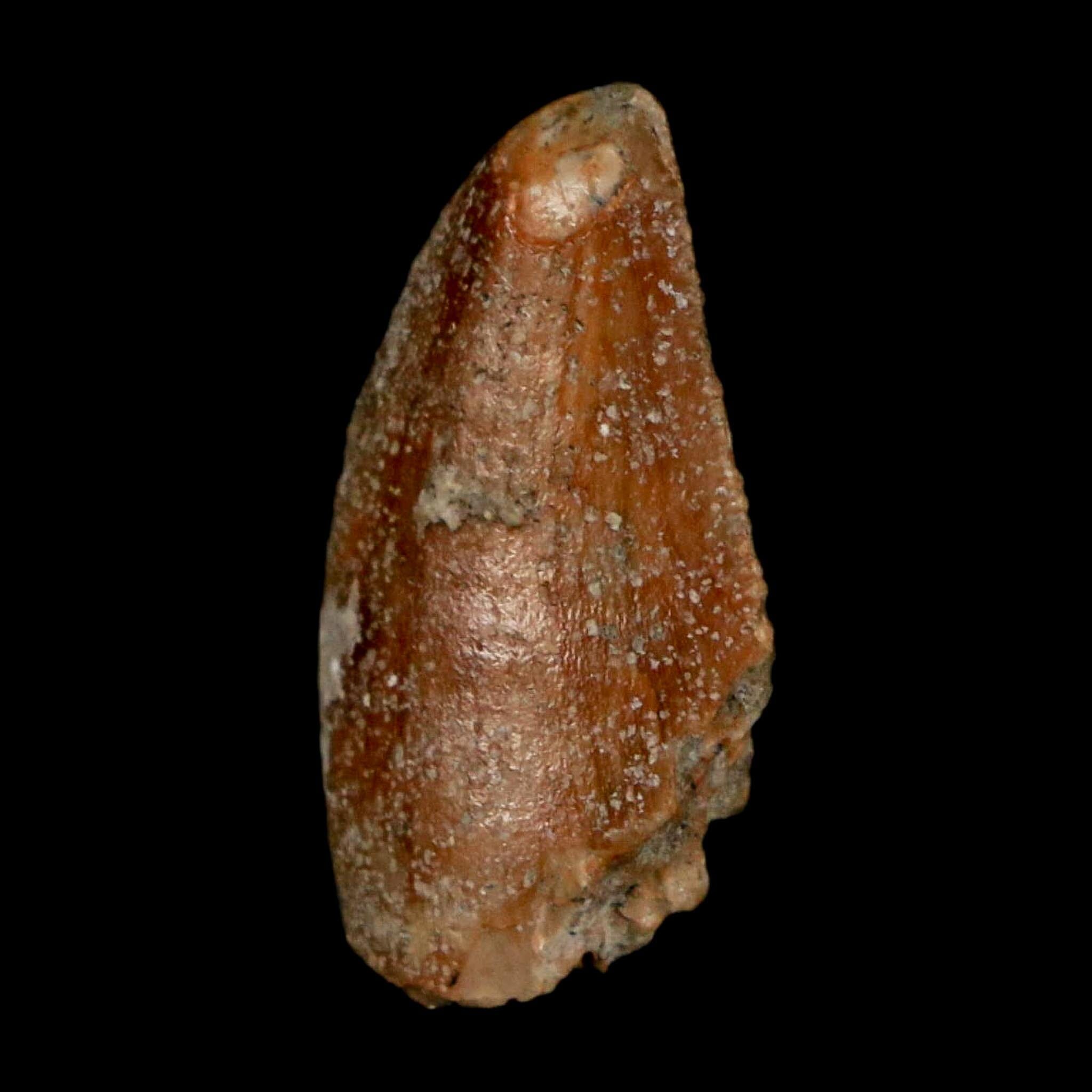 0.8" Majungasaurus Serrated Fossil Tooth Cretaceous Dinosaur Madagascar COA - Fossil Age Minerals