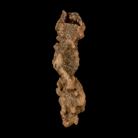 2.5" Fulgurite Petrified Lightning Strike Glass Sahara Desert Algeria - Fossil Age Minerals