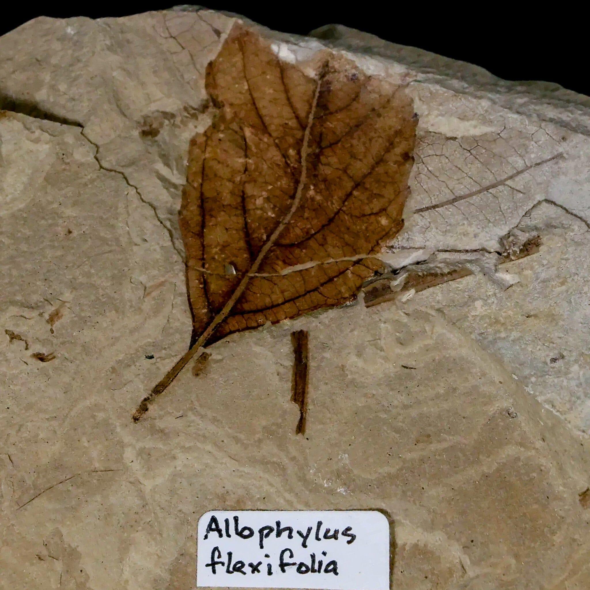 Fossil Crane Flies, Allophylus Leaf Mass Mortality Plate Insect Green River UT Eocene Age - Fossil Age Minerals