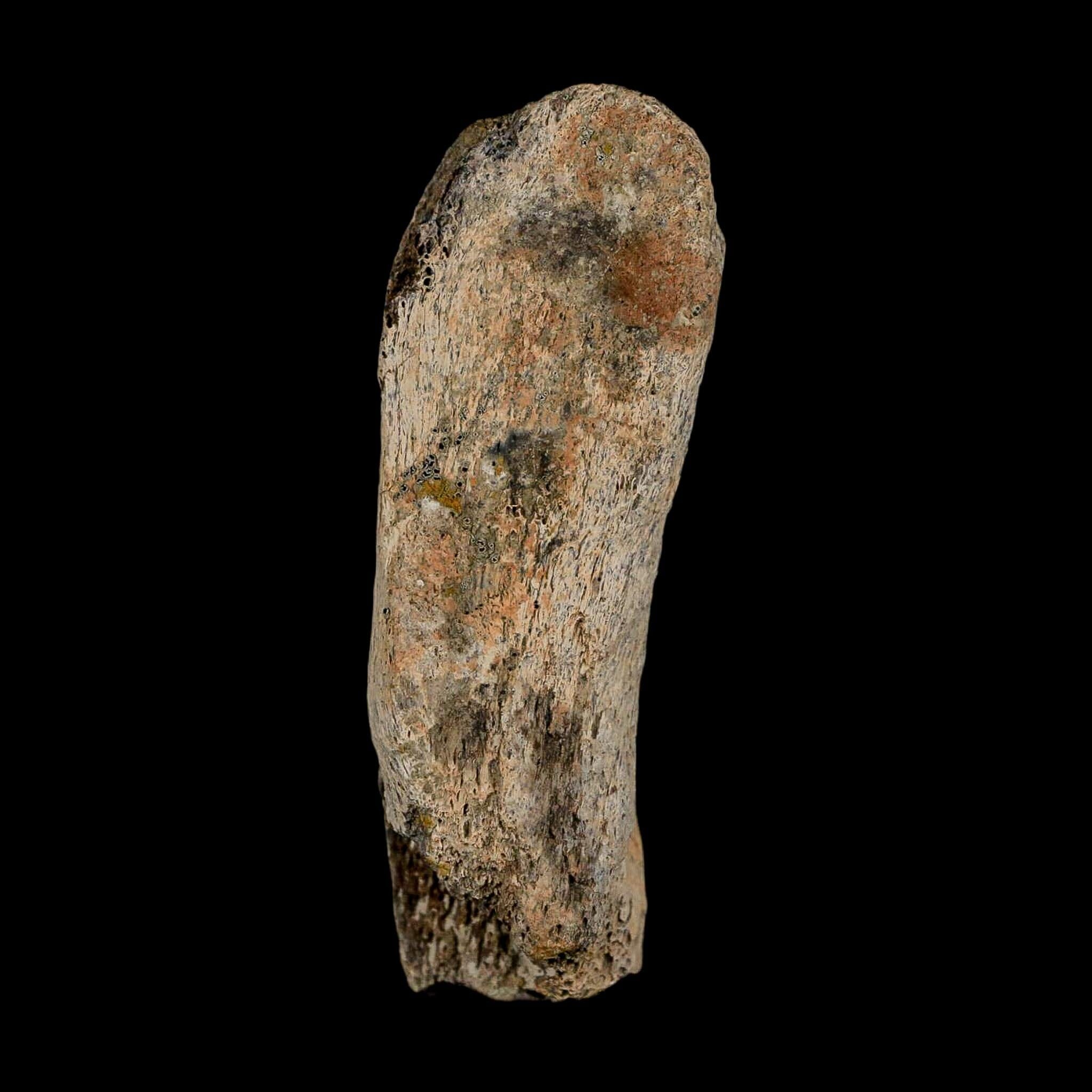 2.8" Gryposaurus Fossil Vertebrae Process Duck-Billed Dinosaur Judith River MT COA - Fossil Age Minerals