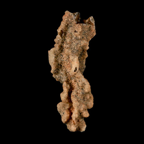 2.5" Fulgurite Petrified Lightning Strike Glass Sahara Desert Algeria - Fossil Age Minerals