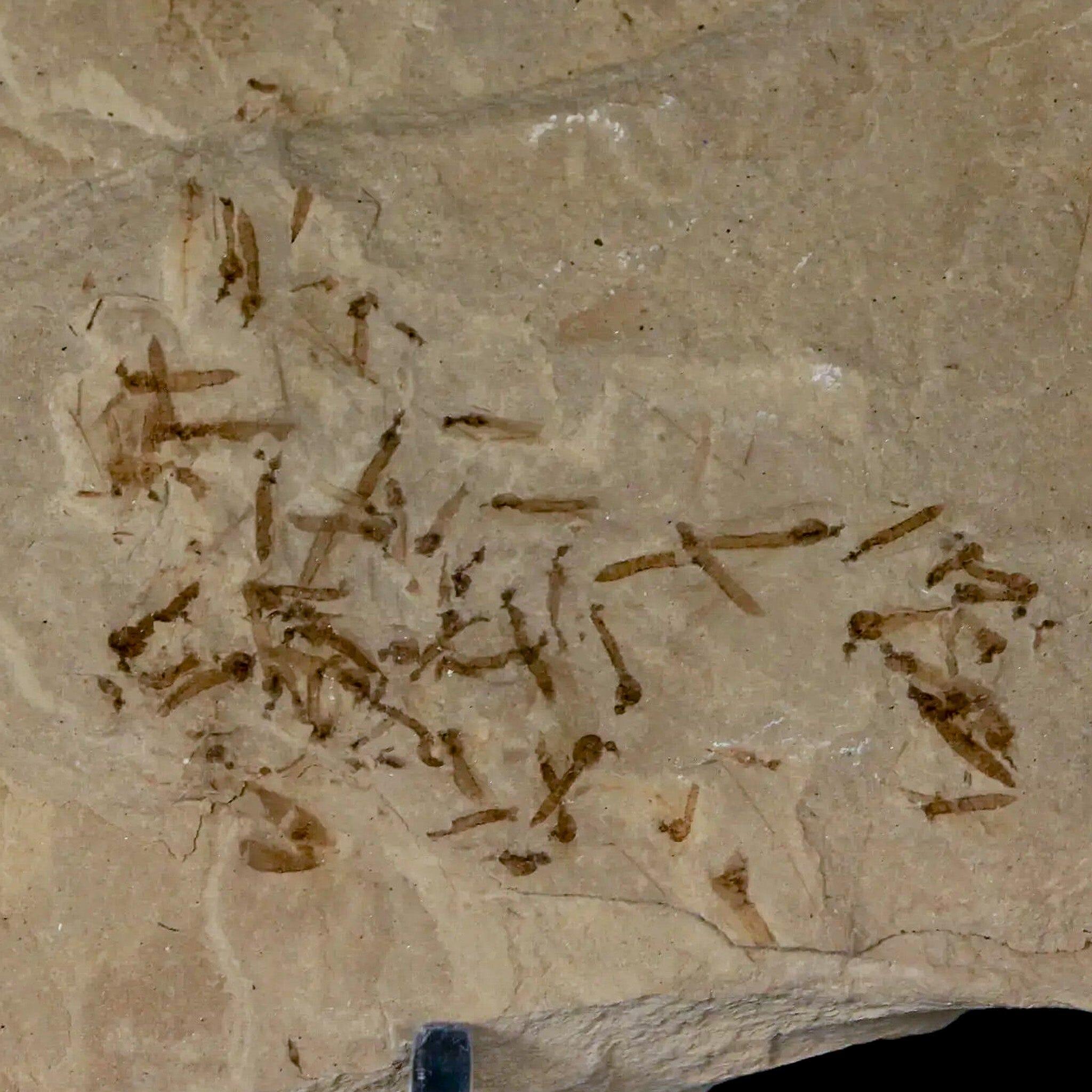 Fossil Crane Flies, Allophylus Leaf Mass Mortality Plate Insect Green River UT Eocene Age - Fossil Age Minerals