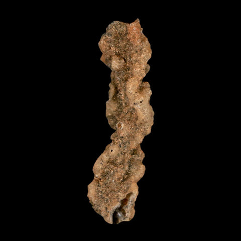 2.5" Fulgurite Petrified Lightning Strike Glass Sahara Desert Algeria - Fossil Age Minerals