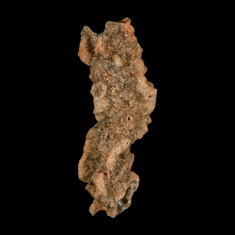 2.5" Fulgurite Petrified Lightning Strike Glass Sahara Desert Algeria - Fossil Age Minerals