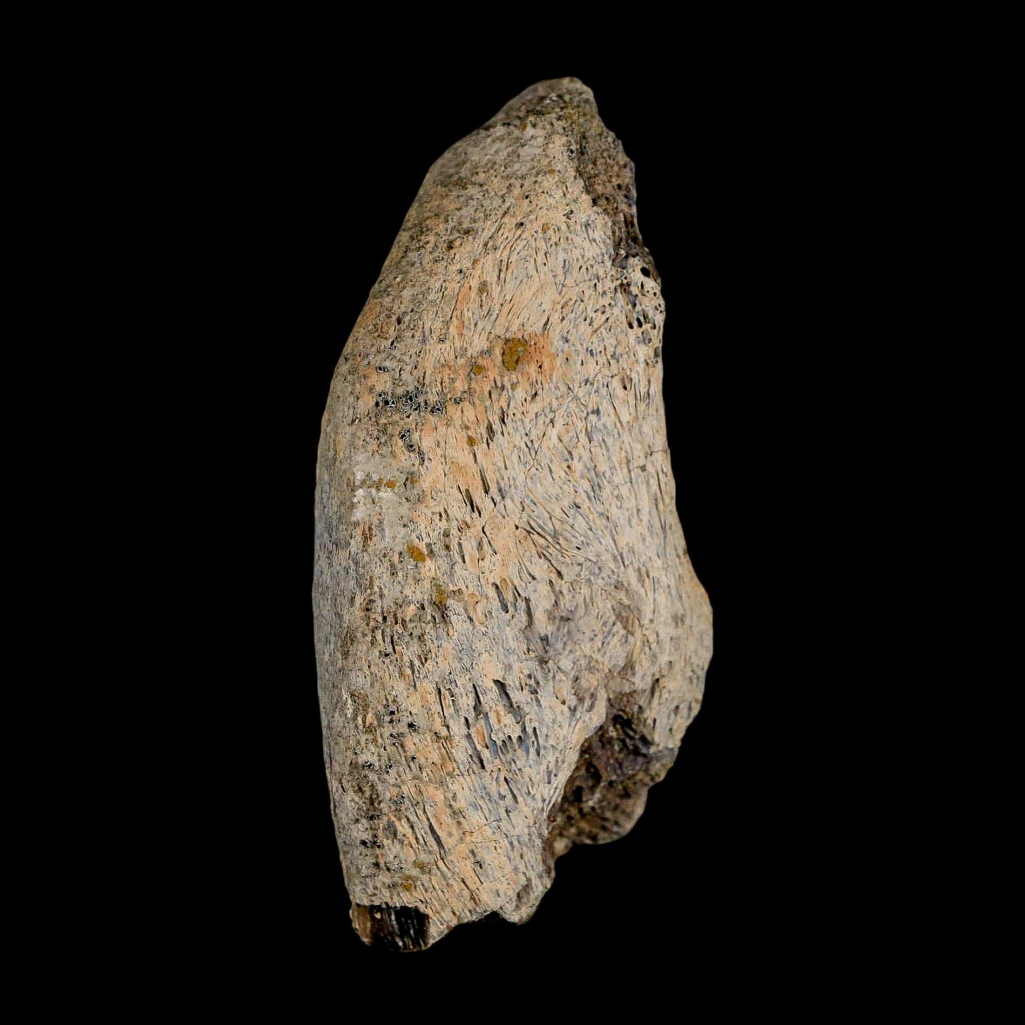 2.8" Gryposaurus Fossil Vertebrae Process Duck-Billed Dinosaur Judith River MT COA - Fossil Age Minerals