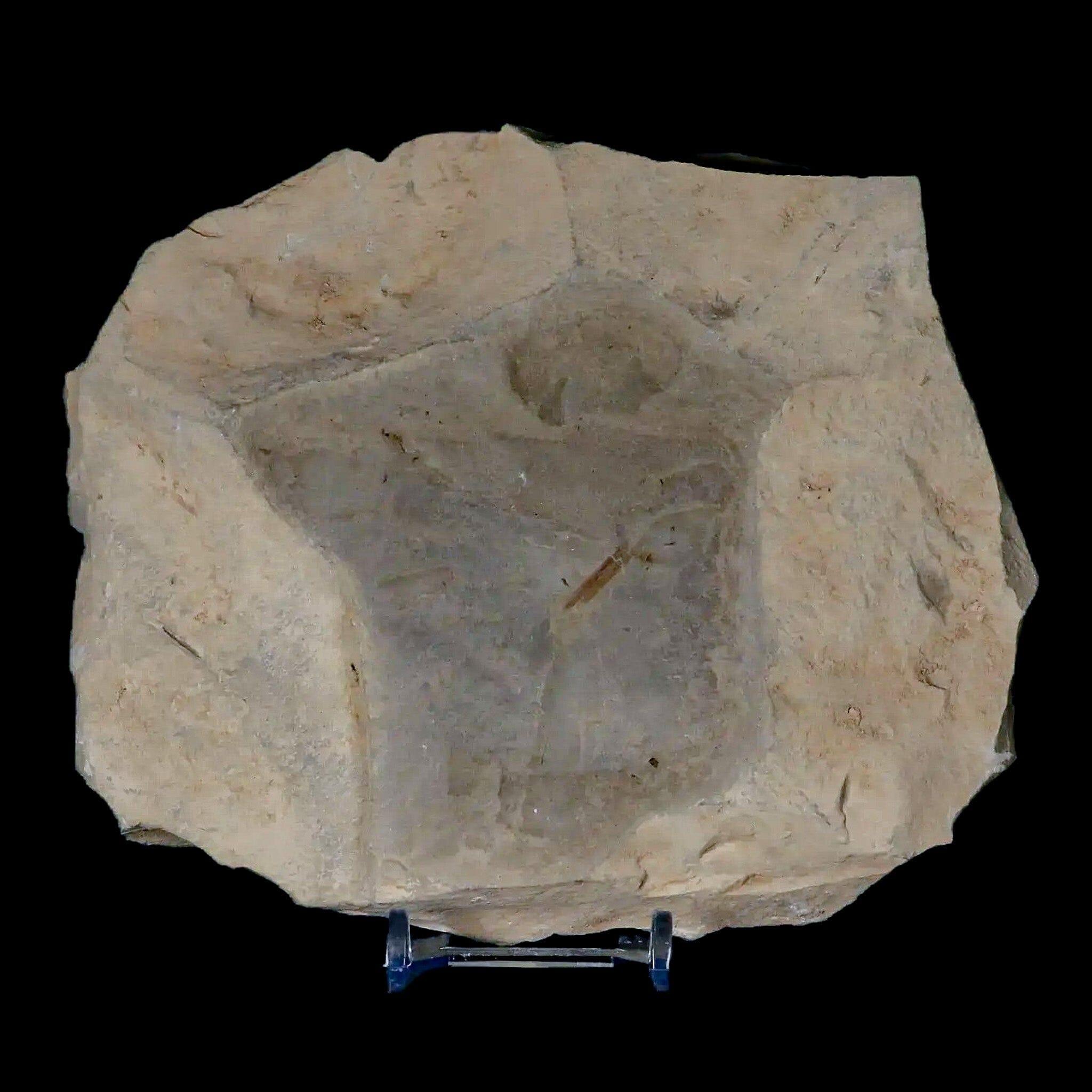 Fossil Crane Flies, Allophylus Leaf Mass Mortality Plate Insect Green River UT Eocene Age - Fossil Age Minerals