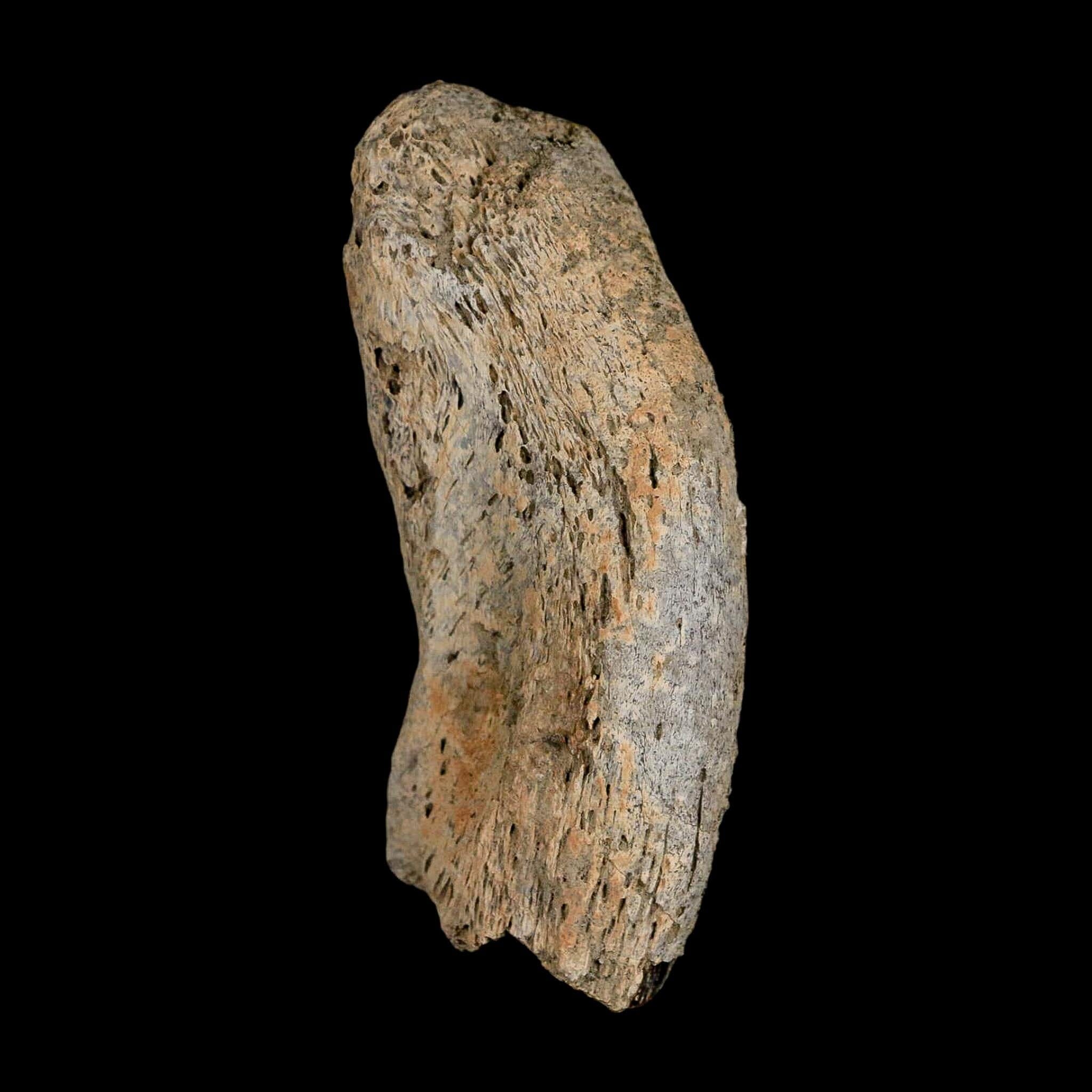 2.8" Gryposaurus Fossil Vertebrae Process Duck-Billed Dinosaur Judith River MT COA - Fossil Age Minerals