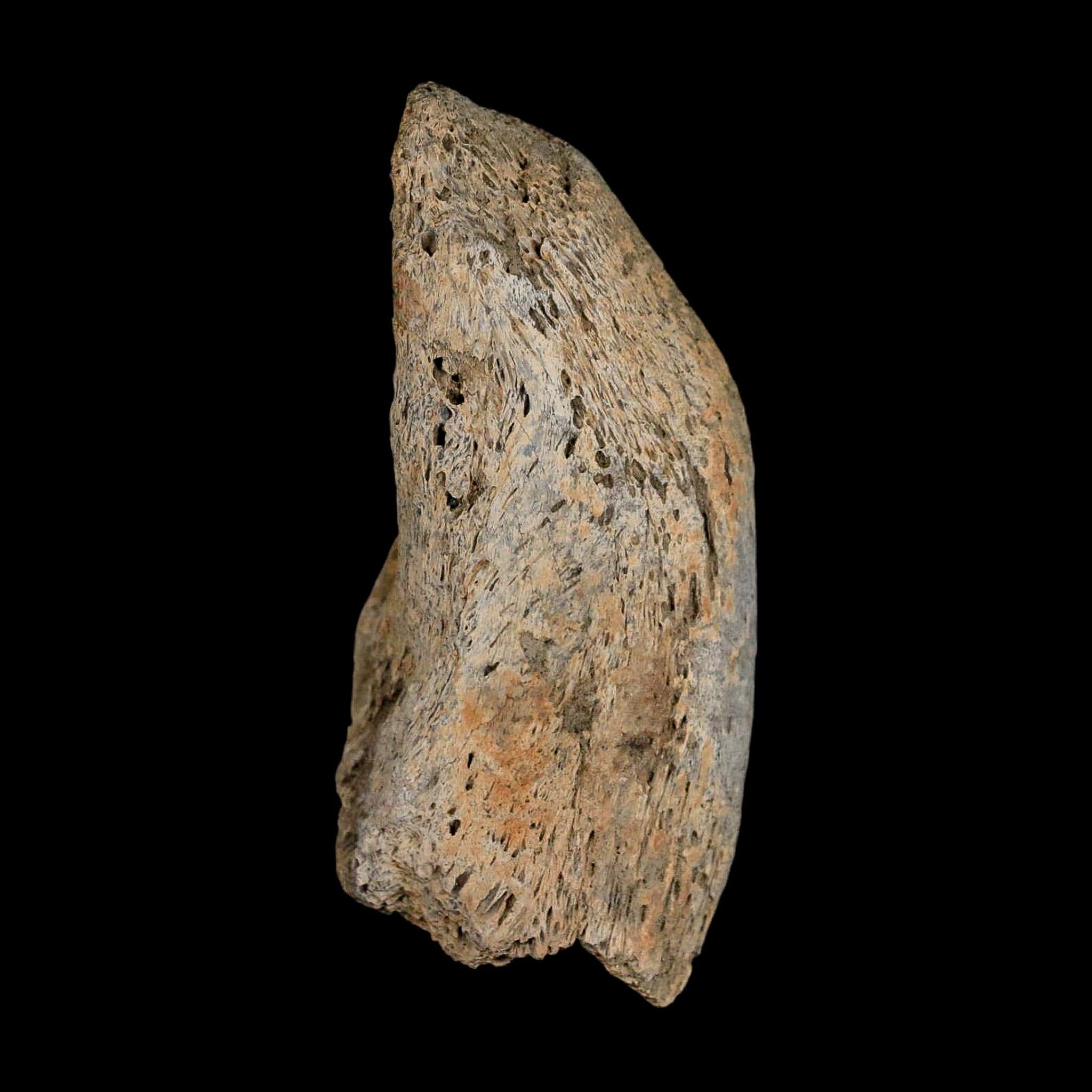 2.8" Gryposaurus Fossil Vertebrae Process Duck-Billed Dinosaur Judith River MT COA - Fossil Age Minerals